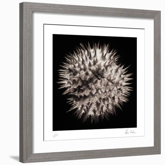 Datura III-Chris Dunker-Framed Collectable Print