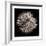 Datura III-Chris Dunker-Framed Collectable Print