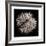 Datura III-Chris Dunker-Framed Collectable Print