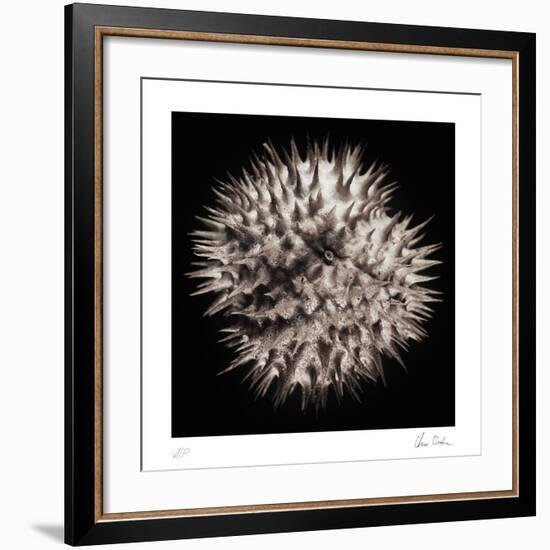 Datura III-Chris Dunker-Framed Collectable Print