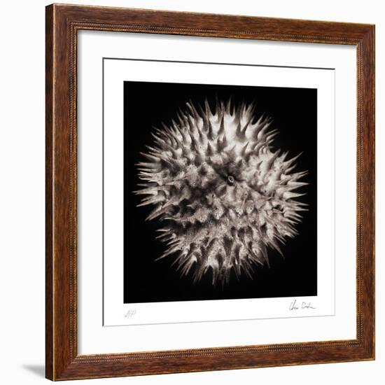 Datura III-Chris Dunker-Framed Collectable Print