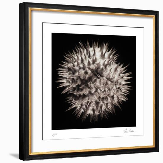 Datura III-Chris Dunker-Framed Collectable Print