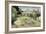 Daubigny's Garden by Vincent Van Gogh-Vincent van Gogh-Framed Giclee Print