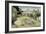 Daubigny's Garden by Vincent Van Gogh-Vincent van Gogh-Framed Giclee Print