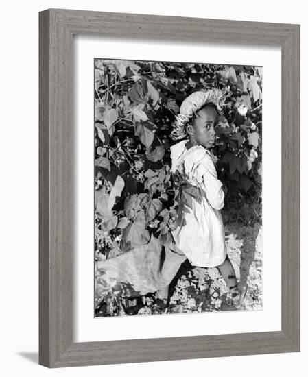 Daughter of Sharecropper, Lonnie Fair, in Field Picking Cotton-Alfred Eisenstaedt-Framed Photographic Print