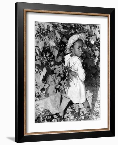 Daughter of Sharecropper, Lonnie Fair, in Field Picking Cotton-Alfred Eisenstaedt-Framed Photographic Print