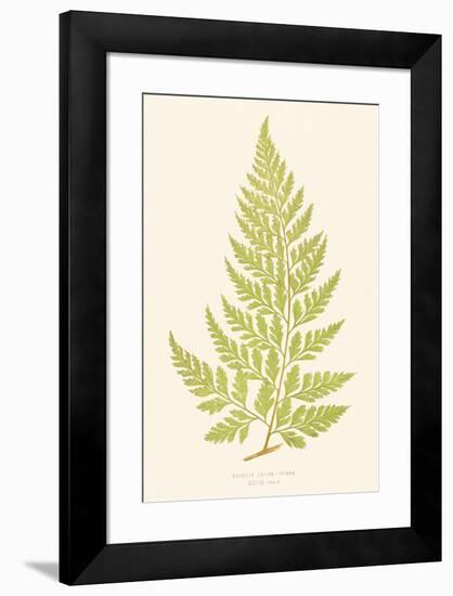 Davallia Solida-Edward Joseph Lowe-Framed Giclee Print