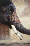 India, Rajasthan, Amber, Amer Fort, Painted Indian Elephant-Dave Bartruff-Photographic Print