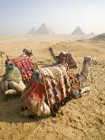 Resting Camels Gaze Across the Desert Sands of Giza, Cairo, Egypt-Dave Bartruff-Photographic Print