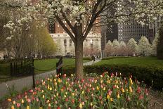 Trees and Tulips in Blloom in Mellon Green, Pittsburgh, Pa-Dave Bartruff-Photographic Print