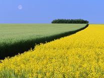 Sunflower Field Near Oakbank, Manitoba, Canada-Dave Reede-Photographic Print