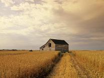 Old Barn in Maturing Spring Wheat Field, Tiger Hills, Manitoba, Canada.-Dave Reede-Premier Image Canvas