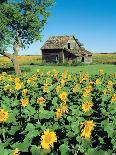 Sunflower Field, Old House, Beausejour, Manitoba, Canada.-Dave Reede-Photographic Print
