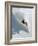 Dave Richards Skiing in Deep Powder Snow-Lee Cohen-Framed Photographic Print