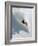 Dave Richards Skiing in Deep Powder Snow-Lee Cohen-Framed Photographic Print