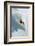 Dave Richards Skiing in Deep Powder Snow-Lee Cohen-Framed Photographic Print