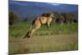Photographic Print