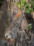 Desert Cottontail Rabbit, Santa Clara Ranch, Texas, USA-Dave Welling-Photographic Print