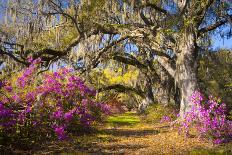 Spring Flowers Charleston Sc Azalea Blooms Deep South Landscape Photography-daveallenphoto-Photographic Print