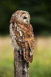 Tawny Owl on Fence Post against a Dark Background of Blurred Trees/Tawny Owl/Tawny Owl-davemhuntphotography-Photographic Print