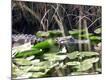 Photographic Print
