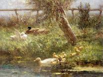 Ducks on a Riverbank-David Adolph Constant Artz-Giclee Print