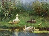 Ducks on a Riverbank-David Adolph Constant Artz-Giclee Print