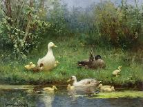 Ducks and Ducklings-David Adolph Constant Artz-Framed Giclee Print