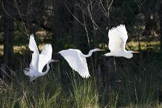 Multiple Exposures of Large White Bird Taking Flight in Sunlit Florida Swamp-David Alexander Stein-Photographic Print
