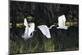Photographic Print