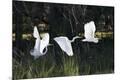 Premium Photographic Print