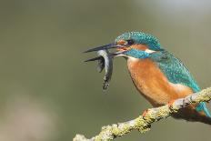 Kingfisher (Alcedo Atthis), Yorkshire, England, United Kingdom, Europe-David and Louis Gibbon-Photographic Print