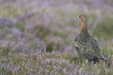 Mountain Hare (Lepus Timidus), Scottish Highlands, Scotland, United Kingdom, Europe-David and Louis Gibbon-Framed Photographic Print