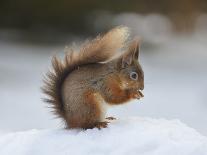 Red Squirrel (Sciurus Vulgaris), North Pennines, England, United Kingdom, Europe-David and Louis Gibbon-Photographic Print