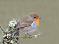 Robin (Erithacus Rubecula), Lake District, Cumbria, England, United Kingdom, Europe-David and Louis Gibbon-Framed Photographic Print