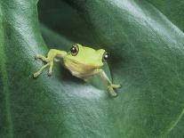 Frog Peeking Out From Leaf-David Aubrey-Photographic Print