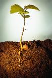 Hazel Tree Seedling and Exposed Root-David Aubrey-Photographic Print