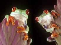 Red-Eyed Tree Frogs-David Aubrey-Photographic Print