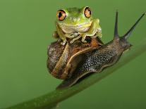 Frog Peeking Out From Leaf-David Aubrey-Photographic Print