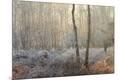 Premium Photographic Print