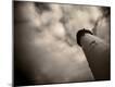 Premium Photographic Print