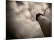 Premium Photographic Print