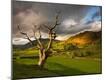 Photographic Print