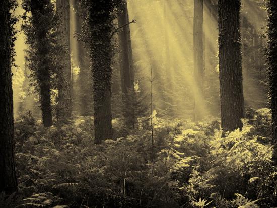 Photographic Print, , large