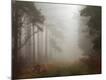 Premium Photographic Print