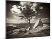 Photographic Print