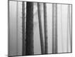 Premium Photographic Print
