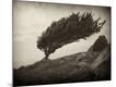 Photographic Print