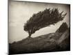 Photographic Print