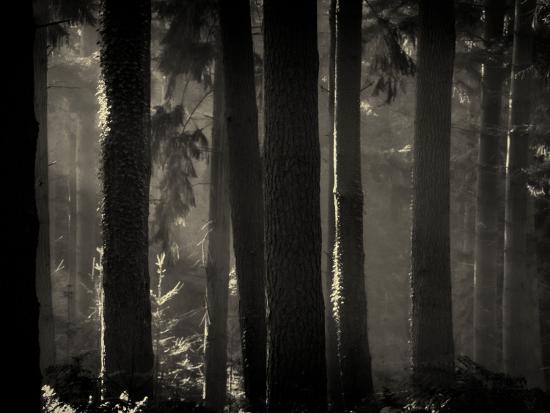 Photographic Print, , large
